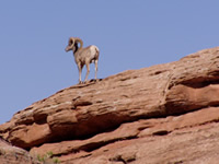 Hidden Nature- Arches NP- Desert Bighorn